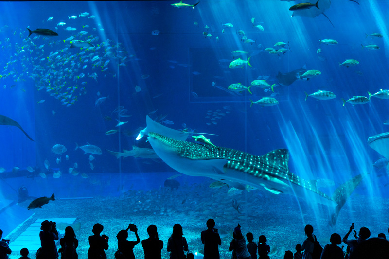 美ら海水族館でジンベエザメが泳ぐ